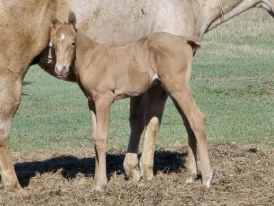 Paddys Gin Kiss JW<BR>AQHA PENDING